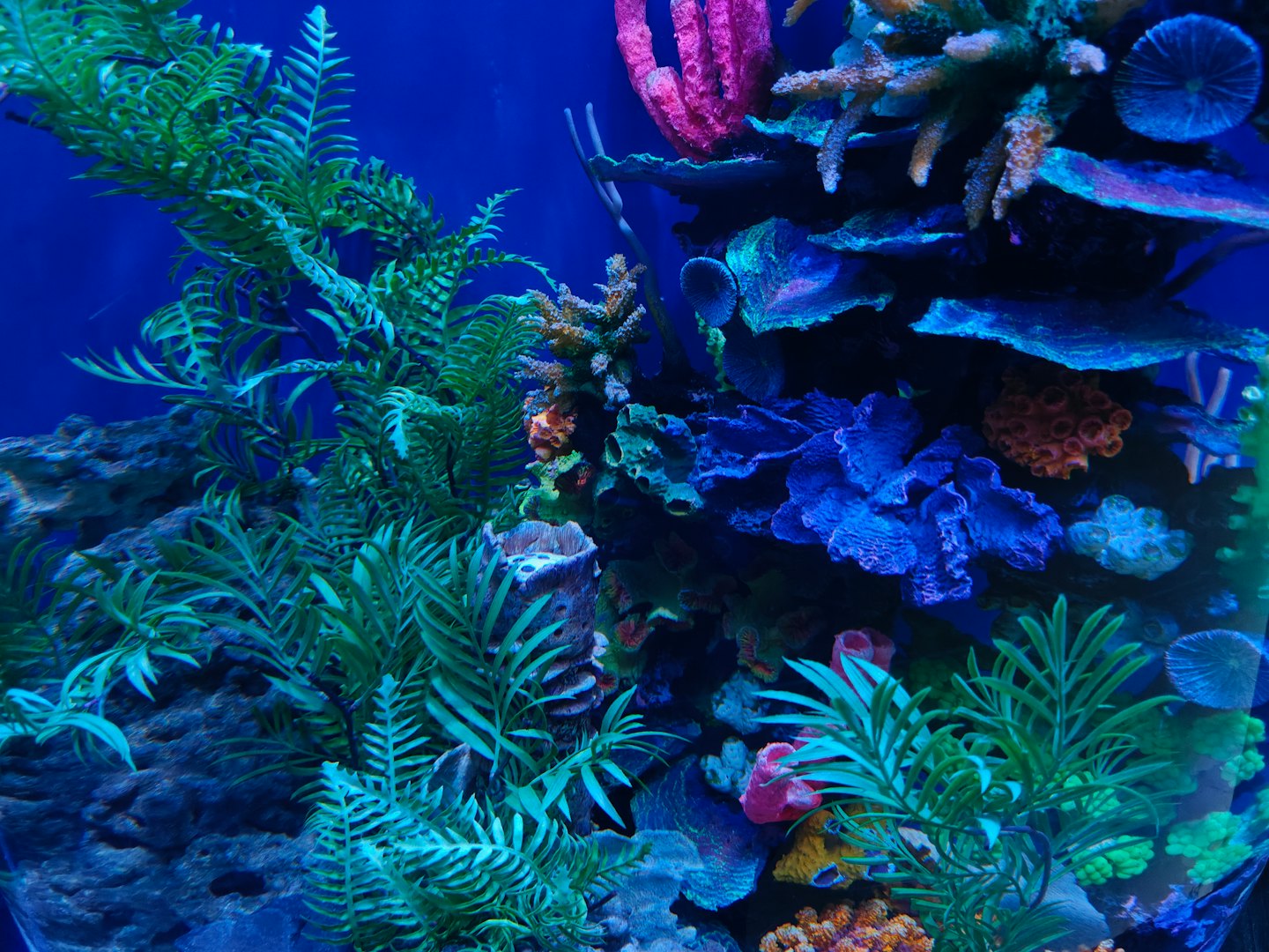 Coralli artificiali colorati e piante di plastica riempiono un acquario.