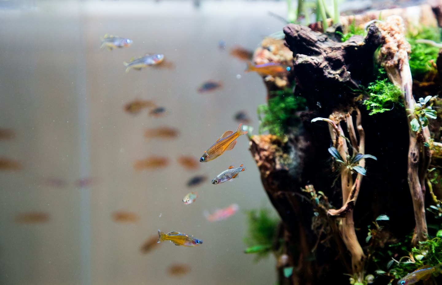 Pesci tropicali colorati nuotano in un lussureggiante acquario d'acqua dolce.